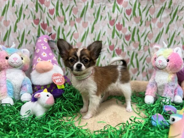 Papillon-Dog-Female-White / Red-26544-Petland Scottsdale, Arizona