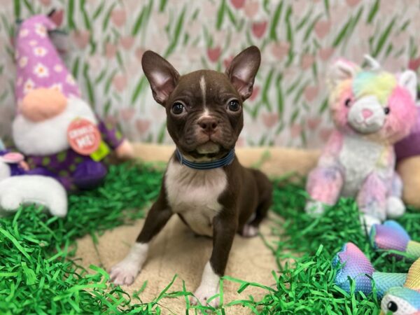 Boston Terrier-Dog-Male-Seal Brindle / White-26549-Petland Scottsdale, Arizona