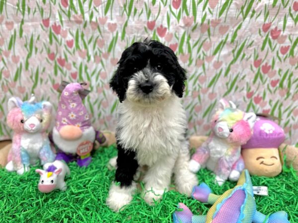 F2 Sheepadoodle-Dog-Female-Black and White-26563-Petland Scottsdale, Arizona
