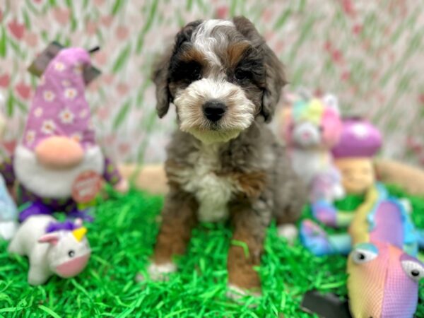 F1B Mini Bernedoodle-Dog-Female-Blue Merle White / Tan-26551-Petland Scottsdale, Arizona