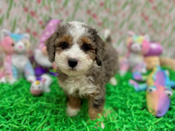 F1B Mini Bernedoodle-Dog-Male-Blue Merle White / Tan-26552-Petland Scottsdale, Arizona