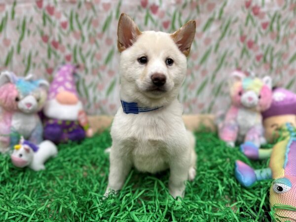 Shiba Inu-Dog-Male-Cream-26561-Petland Scottsdale, Arizona