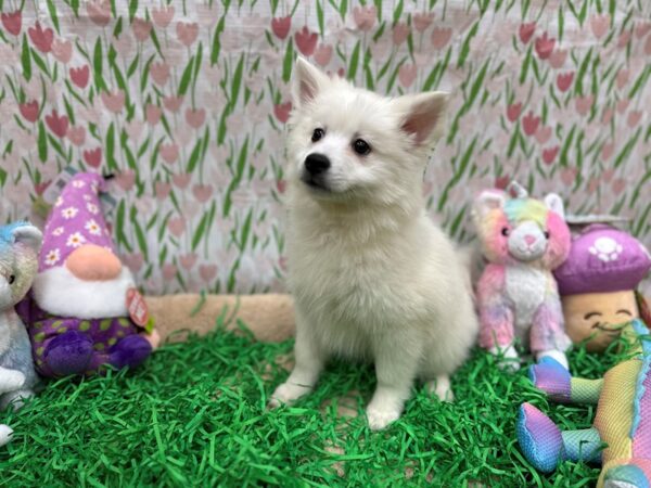 American Eskimo Dog-Dog-Female-White-26558-Petland Scottsdale, Arizona
