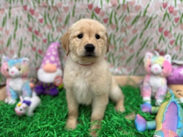 Golden Retriever-Dog-Female-Golden-26550-Petland Scottsdale, Arizona