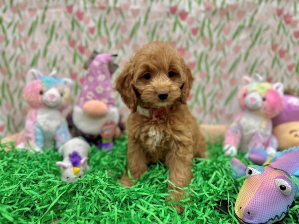 Cocker Spaniel/Poodle-Dog-Female-cafe au lait-26565-Petland Scottsdale, Arizona