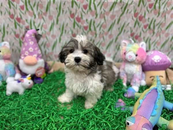 Havanese-Dog-Male-Fawn Sable-26524-Petland Scottsdale, Arizona