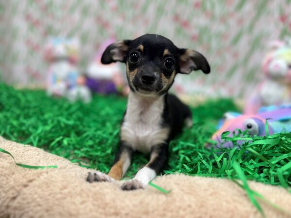 Chihuahua-Dog-Female-Black and Tan-26507-Petland Scottsdale, Arizona