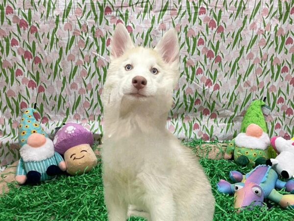 Siberian Husky-Dog-Female-Red and White-26422-Petland Scottsdale, Arizona