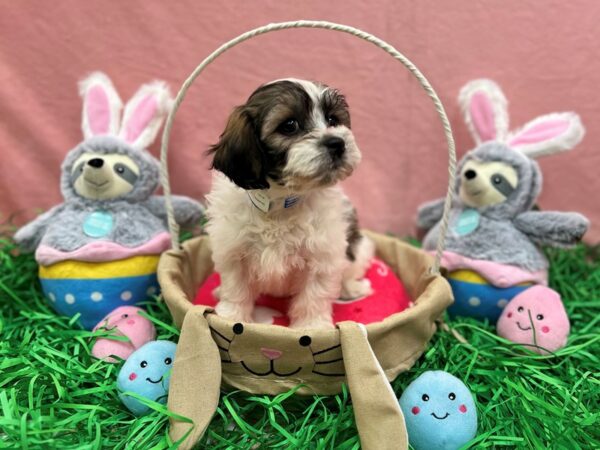 Bichon Frise/Shih Tzu-Dog-Male-Gold and White-26322-Petland Scottsdale, Arizona