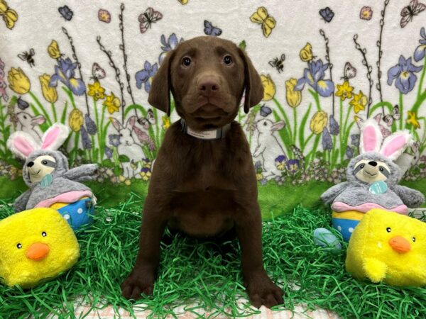 Labrador Retriever-Dog-Male-Chocolate-26356-Petland Scottsdale, Arizona
