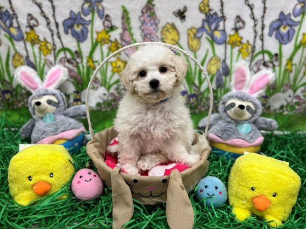 Bichon Frise/Poodle-Dog-Male-White and Cream-26347-Petland Scottsdale, Arizona