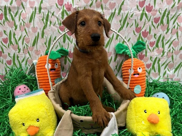 Irish Terrier-Dog-Male-Red Wheaten-26388-Petland Scottsdale, Arizona