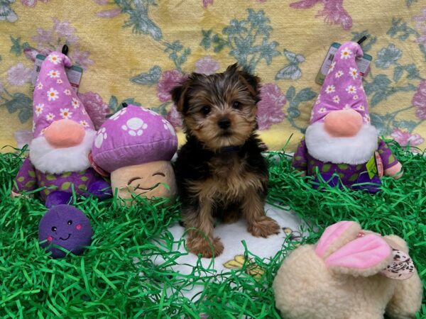 F1B Morkie-Dog-Male-Black / Tan-26432-Petland Scottsdale, Arizona