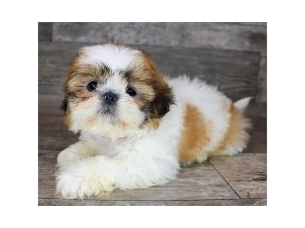 Poodle/Shih Tzu-Dog-Female-Red / White-26468-Petland Scottsdale, Arizona