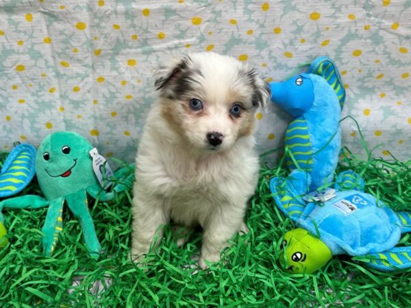 Miniature American Shepherd-Dog-Female-Blue Merle White and Tan-26470-Petland Scottsdale, Arizona