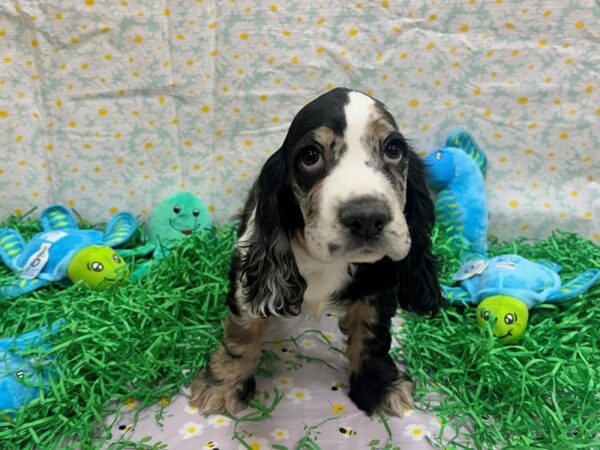 Cocker Spaniel-Dog-Male-Blue Merle / Tan-26461-Petland Scottsdale, Arizona