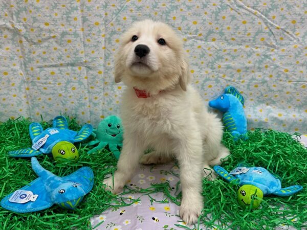 Great Pyrenees-Dog-Female-White-26449-Petland Scottsdale, Arizona