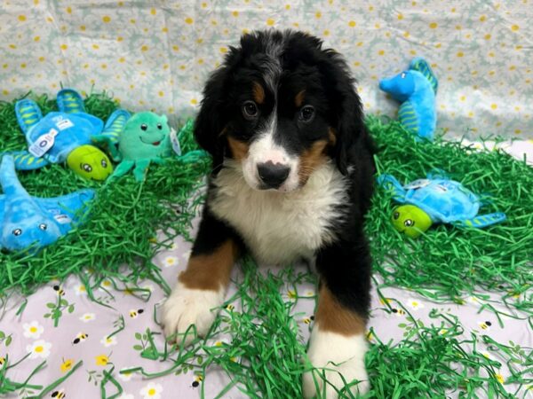 Bernese Mountain Dog-Dog-Male-Black Rust and White-26450-Petland Scottsdale, Arizona