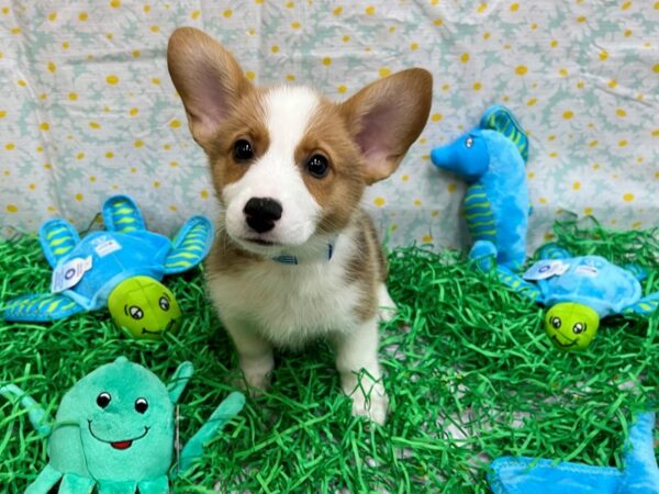 Pembroke Welsh Corgi-Dog-Male-Sable-26446-Petland Scottsdale, Arizona