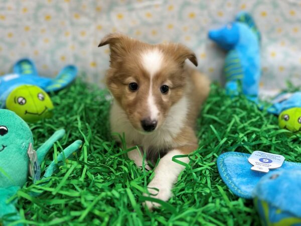 Shetland Sheepdog-Dog-Female-Sable / White-26464-Petland Scottsdale, Arizona