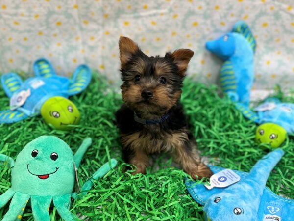 Silky Terrier-Dog-Male-Black / Tan-26466-Petland Scottsdale, Arizona