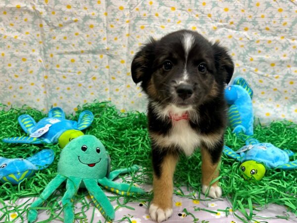 Miniature Australian Shepherd-Dog-Female-Tri-Color-26476-Petland Scottsdale, Arizona