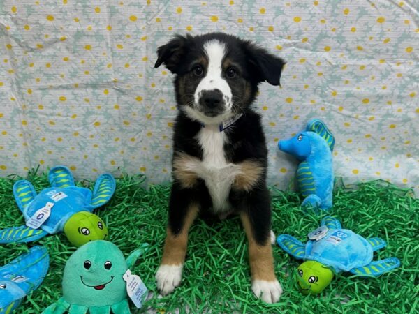 Miniature Australian Shepherd-Dog-Male-Tri-Color-26475-Petland Scottsdale, Arizona
