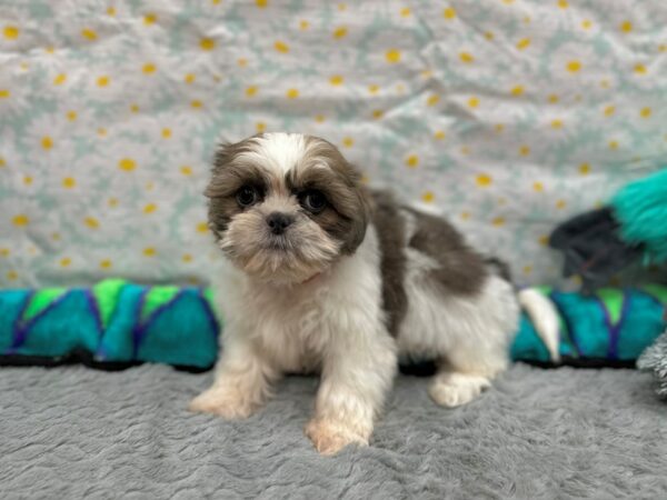 Shih Tzu-Dog-Female-Gold / White-26537-Petland Scottsdale, Arizona