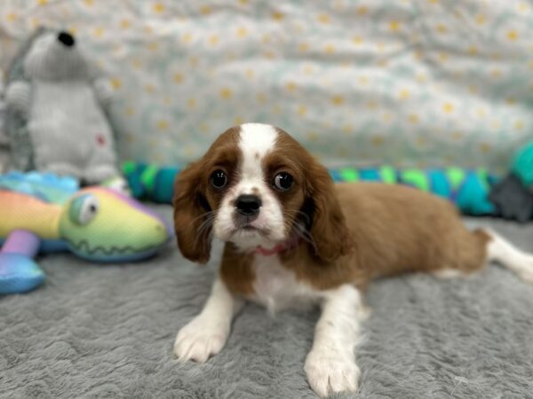 Cavalier King Charles Spaniel-Dog-Female-Blenheim-26533-Petland Scottsdale, Arizona