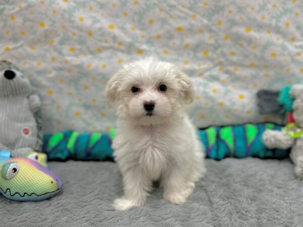 Coton De Tulear-Dog-Female-White-26530-Petland Scottsdale, Arizona