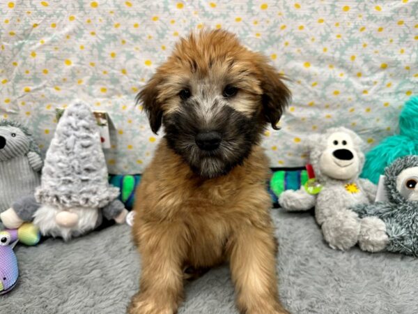 Soft Coated Wheaten Terrier-Dog-Male-Wheaten-26529-Petland Scottsdale, Arizona