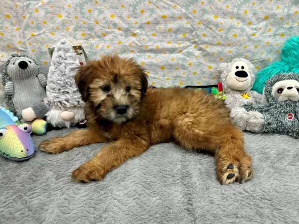 Soft Coated Wheaten Terrier-Dog-Female-Wheaten-26528-Petland Scottsdale, Arizona