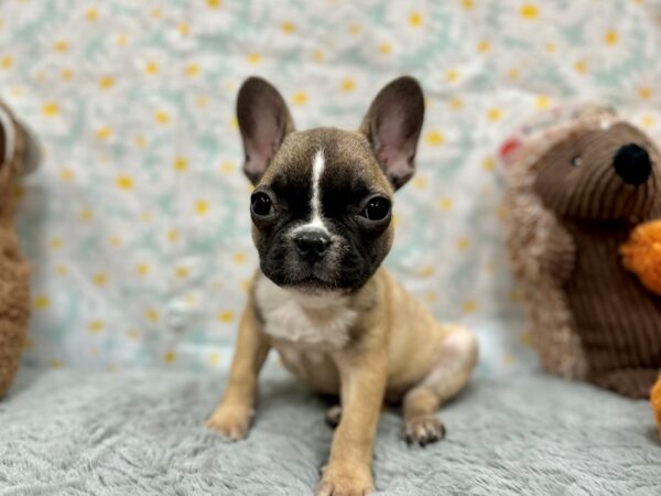 French Bulldog-Dog-Female-Fawn-26483-Petland Scottsdale, Arizona