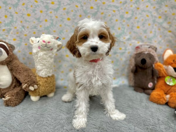 Cavalier King Charles Spaniel/Poodle-Dog-Female-Blenheim / White-26521-Petland Scottsdale, Arizona