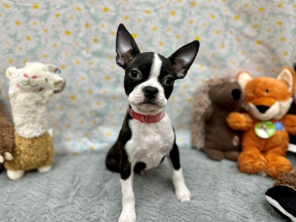 Boston Terrier-Dog-Female-Black Brindle / White-26494-Petland Scottsdale, Arizona