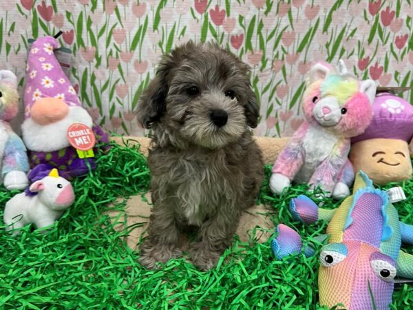 Maltese/Poodle-Dog-Male-Blue Merle-26557-Petland Scottsdale, Arizona