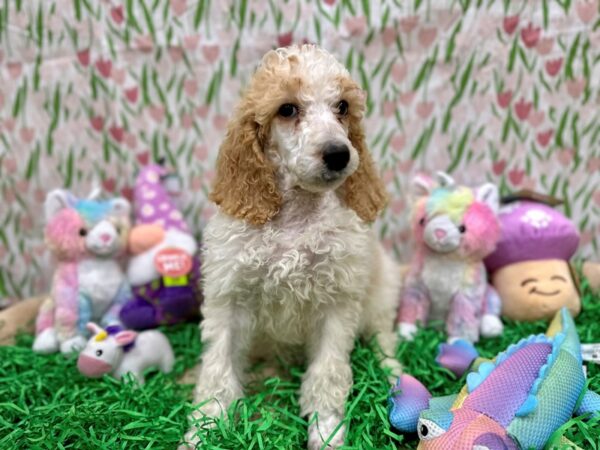 Standard Poodle-Dog-Female-Cream and White-26562-Petland Scottsdale, Arizona