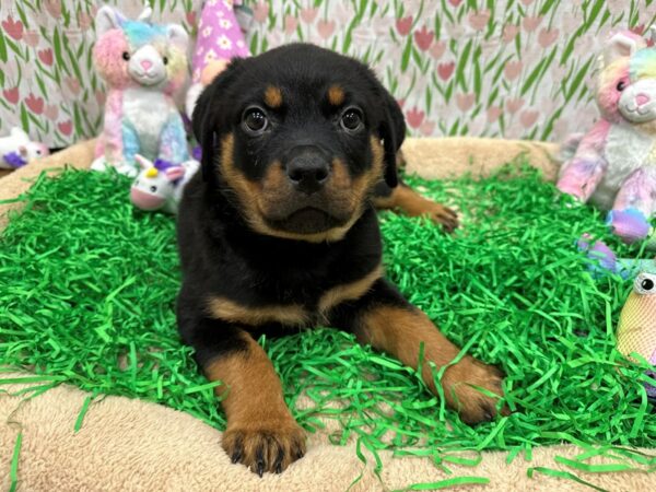 Rottweiler-Dog-Male-Black / Rust-26546-Petland Scottsdale, Arizona
