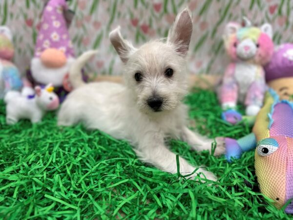 West Highland White Terrier-Dog-Male-White-26517-Petland Scottsdale, Arizona