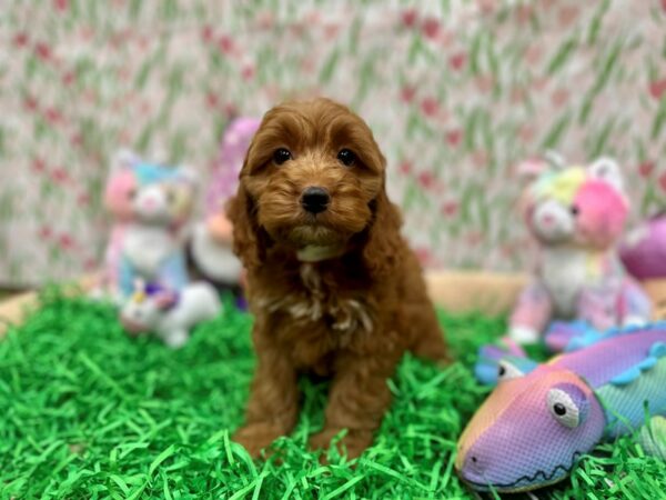 Cocker Spaniel/Poodle-Dog-Female-cafe au lait-26564-Petland Scottsdale, Arizona