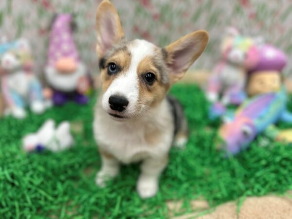 Pembroke Welsh Corgi-Dog-Female-Blue Merle / Tan-26499-Petland Scottsdale, Arizona