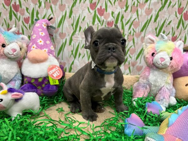 French Bulldog-Dog-Male-Blue-26560-Petland Scottsdale, Arizona