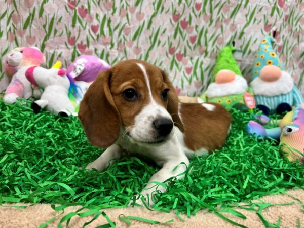 Beagle-Dog-Female-Red and White-26489-Petland Scottsdale, Arizona