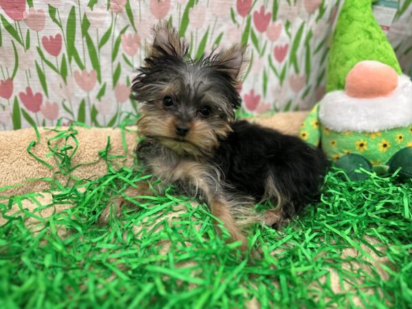 Yorkshire Terrier-Dog-Male-Black / Tan-26397-Petland Scottsdale, Arizona
