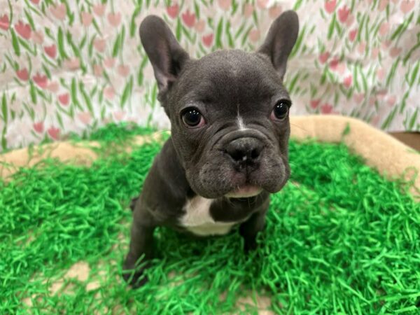 French Bulldog-Dog-Male-Blue-26495-Petland Scottsdale, Arizona