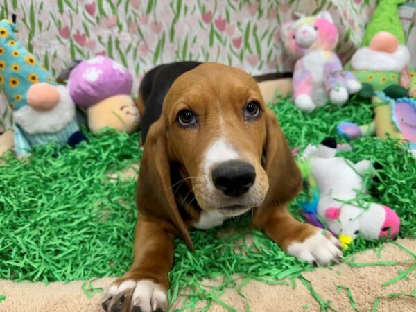 Basset Hound-Dog-Male-Black Tan and White-26488-Petland Scottsdale, Arizona