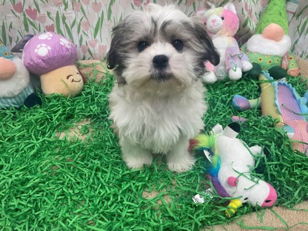 Bichon Frise/Shih Tzu-Dog-Female-Silver Gold and White-26481-Petland Scottsdale, Arizona