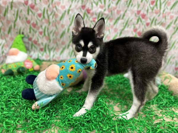 Alaskan Klee Kai-Dog-Male-Black / White-26518-Petland Scottsdale, Arizona