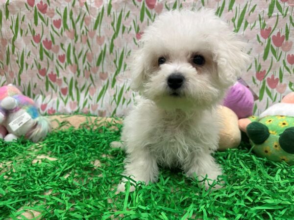 Bichon Frise-Dog-Female-White-26491-Petland Scottsdale, Arizona