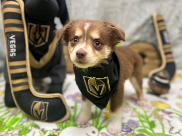 Miniature Australian Shepherd-Dog-Male-Red Merle-26569-Petland Scottsdale, Arizona